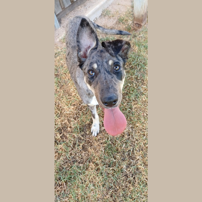 Photo of Spot