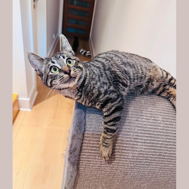 Photo of 🧸 Teddy 🧸