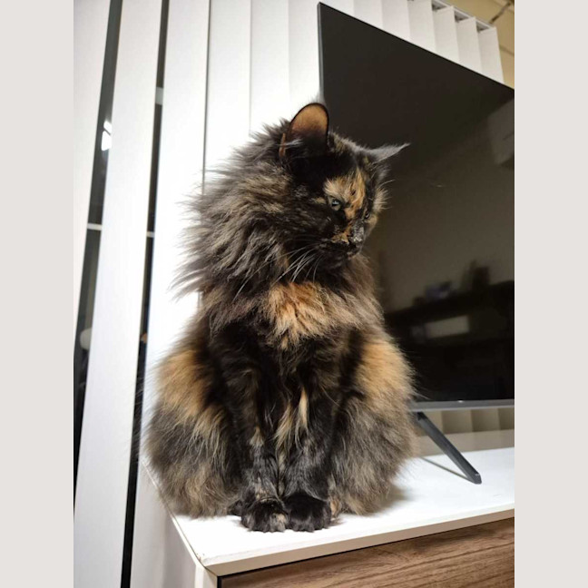 Photo of Jinx