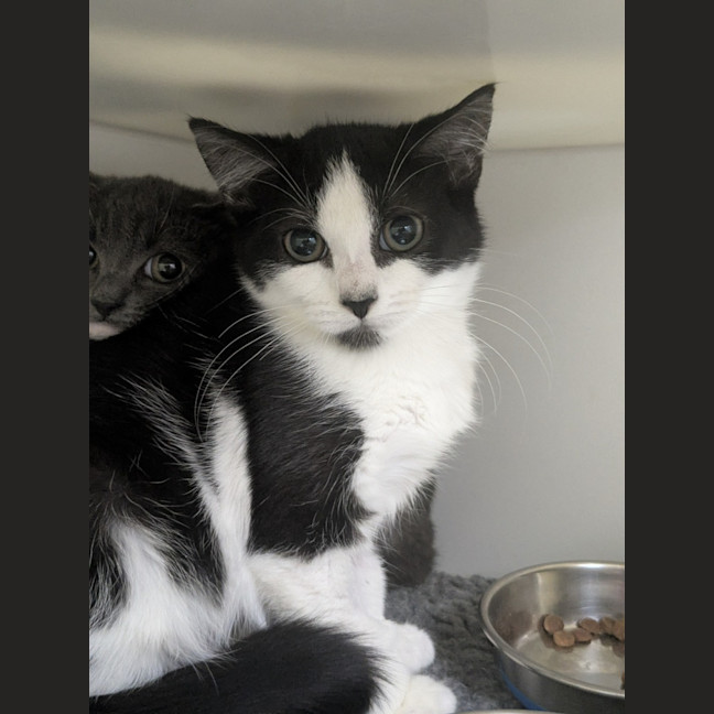 Photo of 😽 Rumple 6867 😽