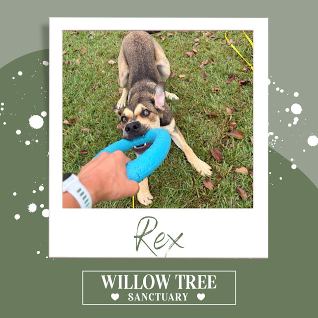 Photo of Rex
