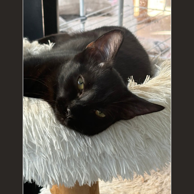 Photo of Polo