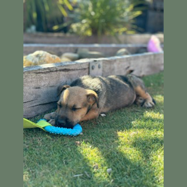 Photo of Frankie (Was Ronald)
