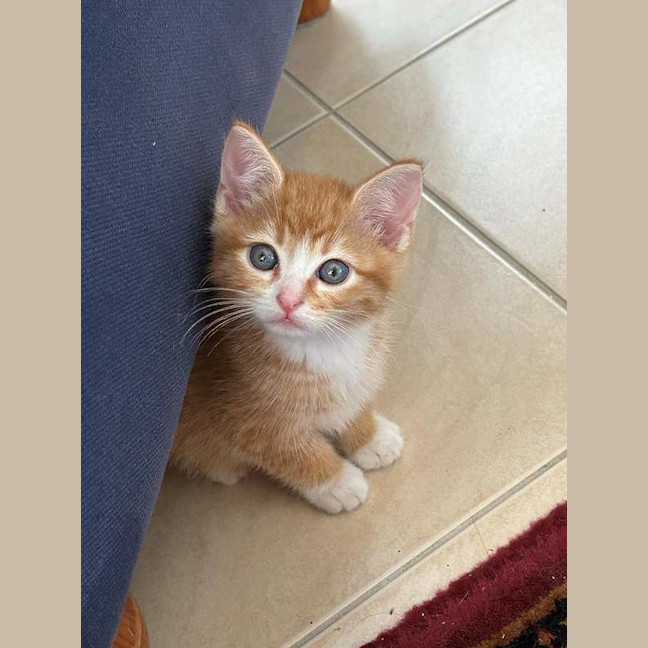 Photo of Finn