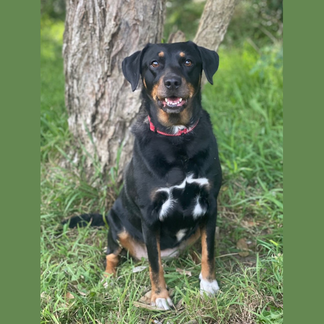 Photo of Trixie