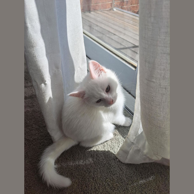 Photo of Chantilly (Was Sprinkles)