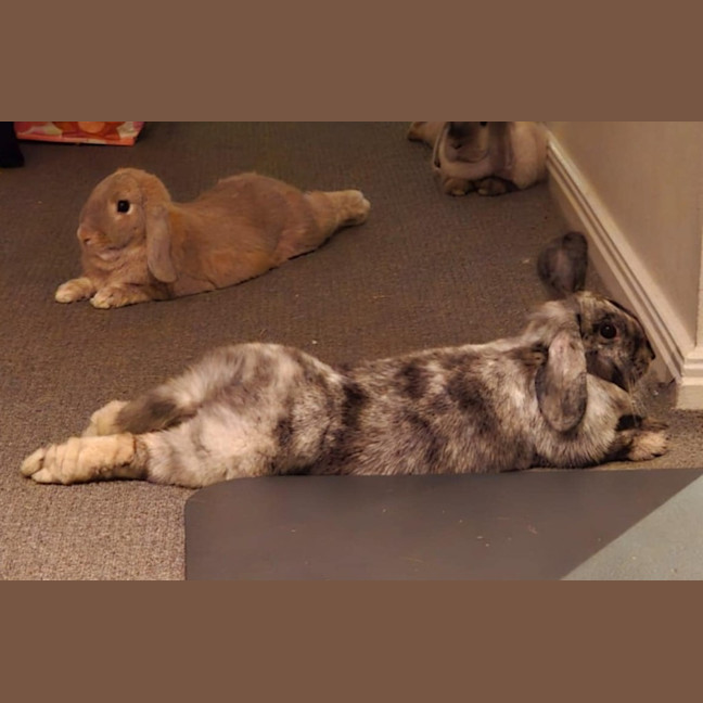 Photo of Celia / Ginger / Bonnie