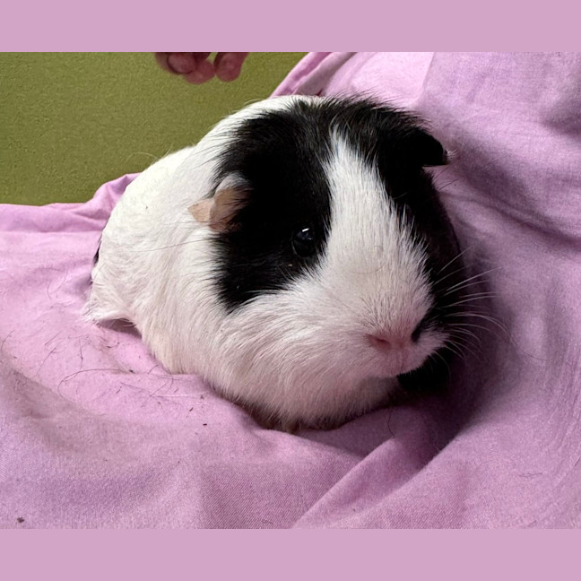 Photo of Oreo