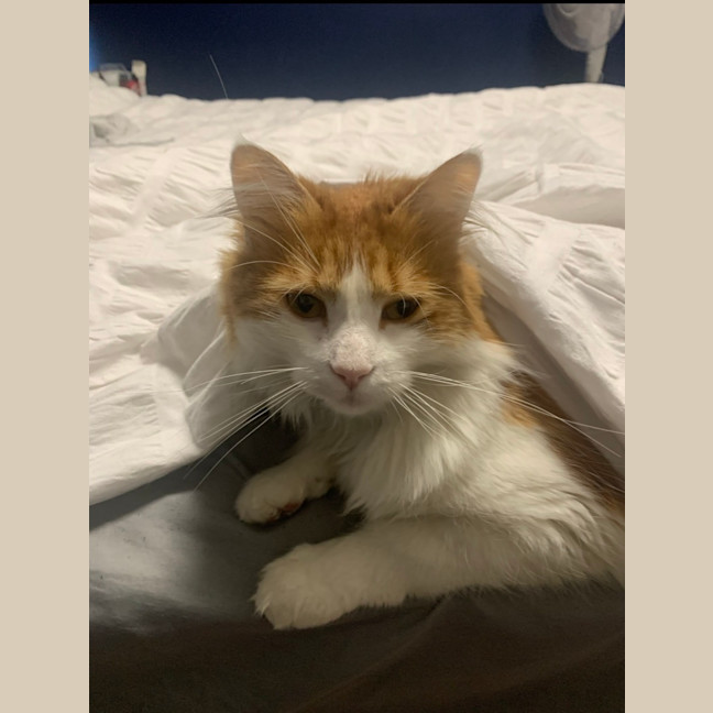 Photo of Nemo