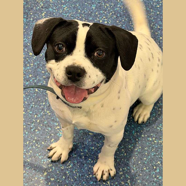 Photo of Spot