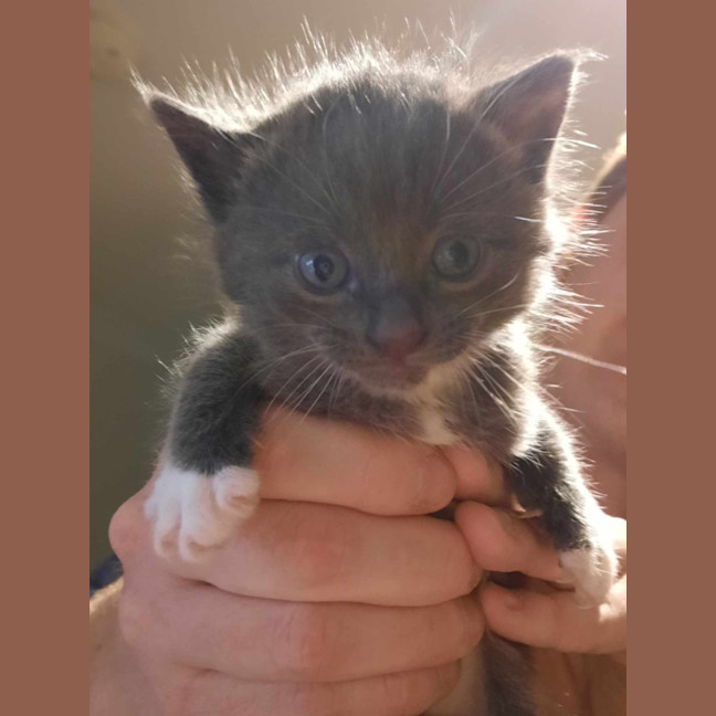 Photo of Rosie