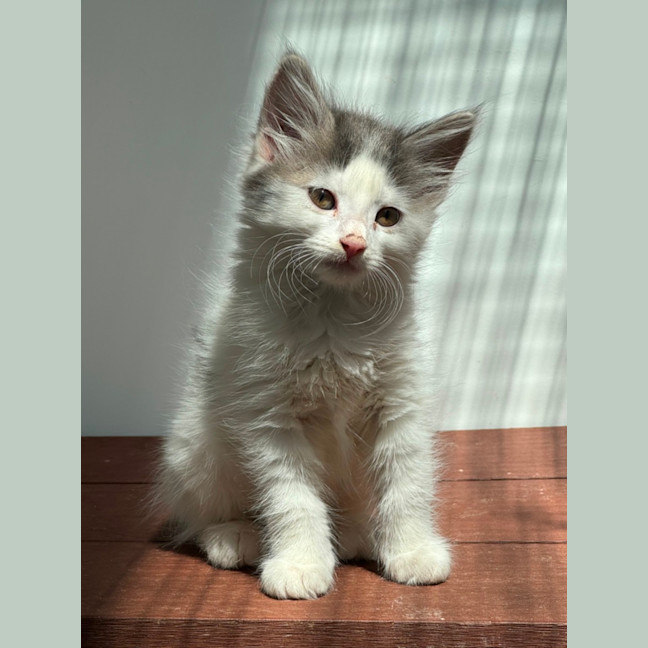 Photo of Clover