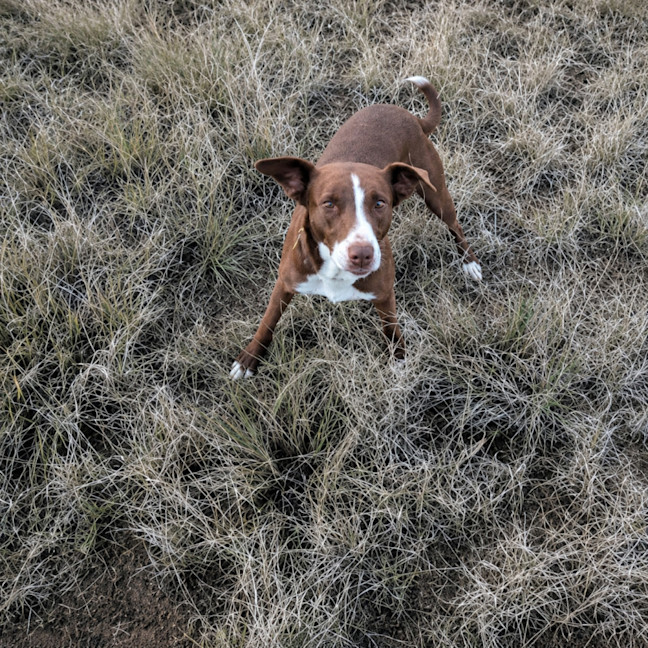Photo of Bella