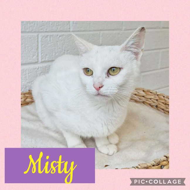 Photo of Misty