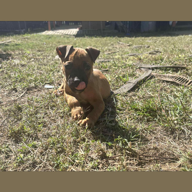 Photo of Prince (P5)