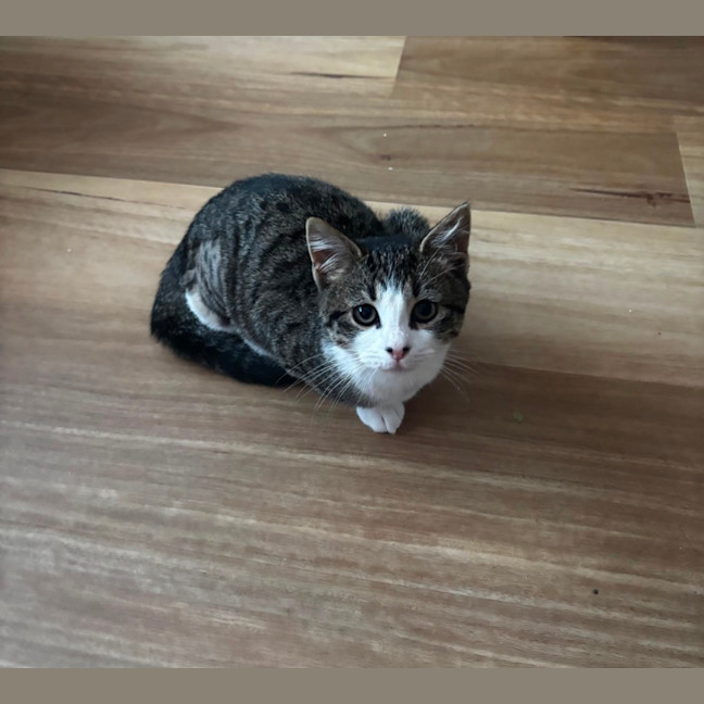 Photo of Muffin
