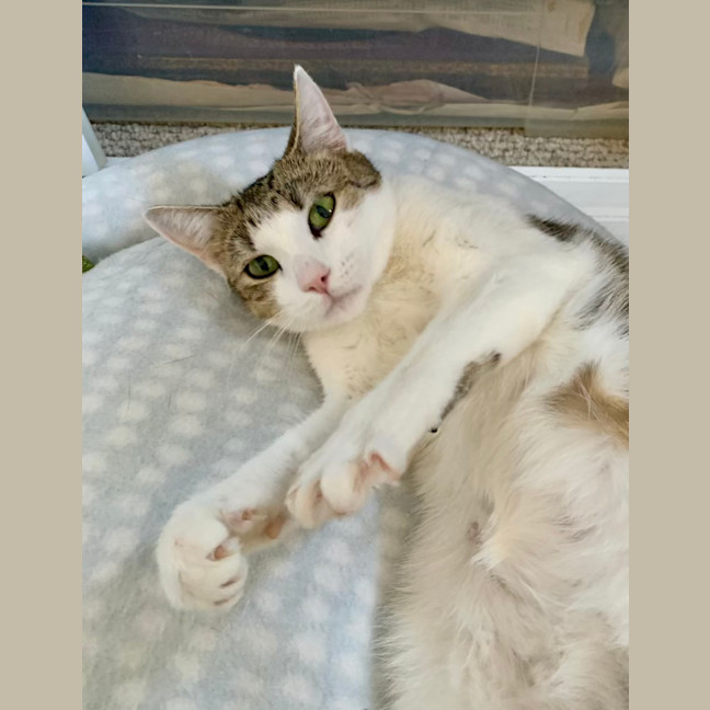 Photo of Blossom