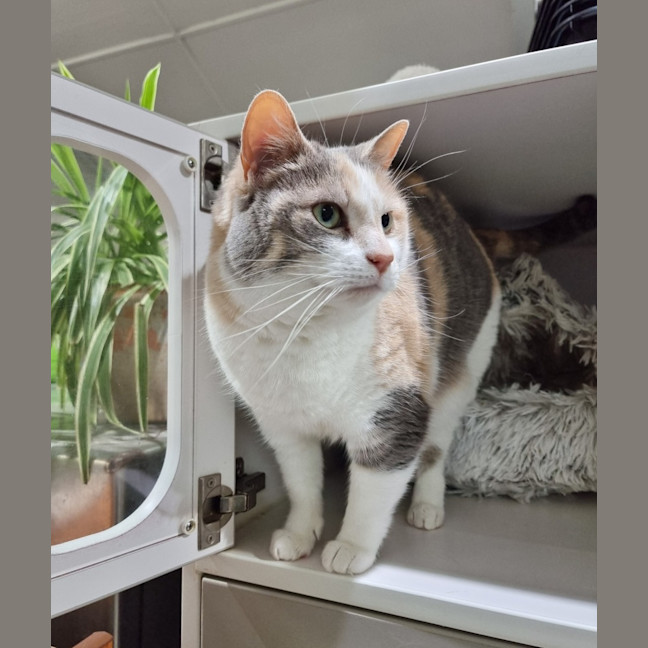 Photo of Cookie