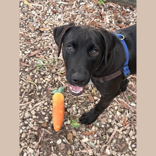 Photo of Charlie