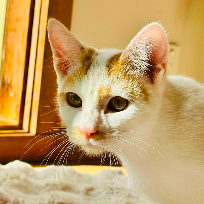 Photo of 🌶️ Habanero 🌶️