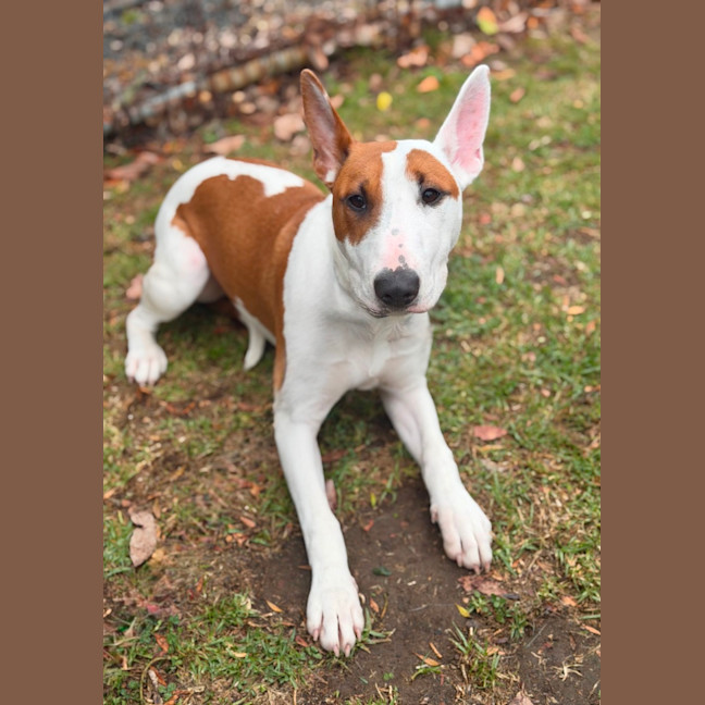 Photo of Penny