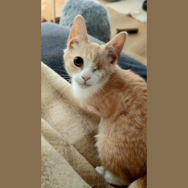 Photo of Goober