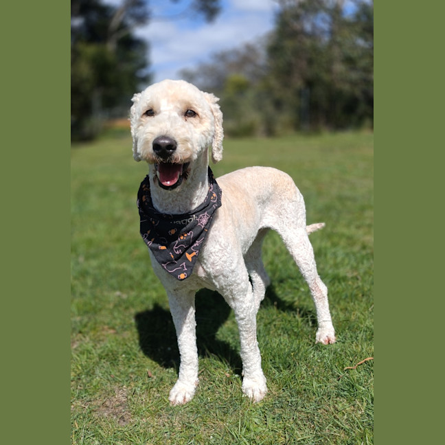 Photo of Popcorn