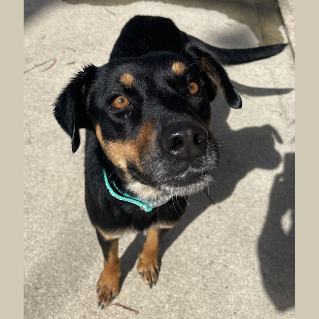 Photo of Kahlua