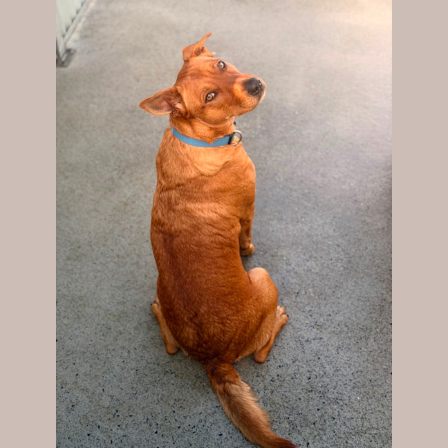 Photo of Tallow
