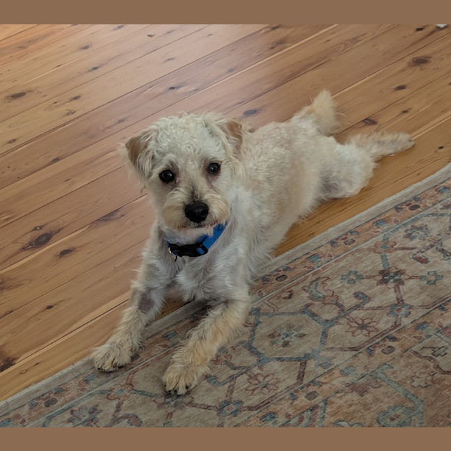 Photo of Bear   11 Month Old Maltese X