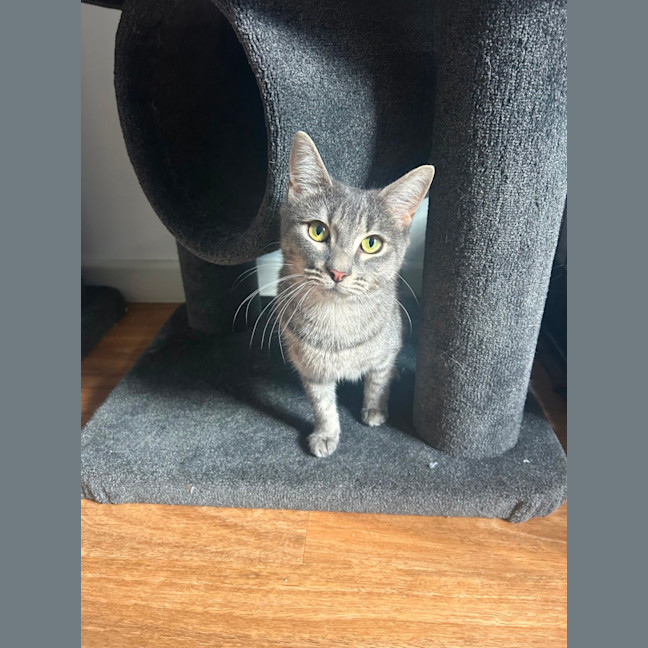 Photo of Cherry Plum 