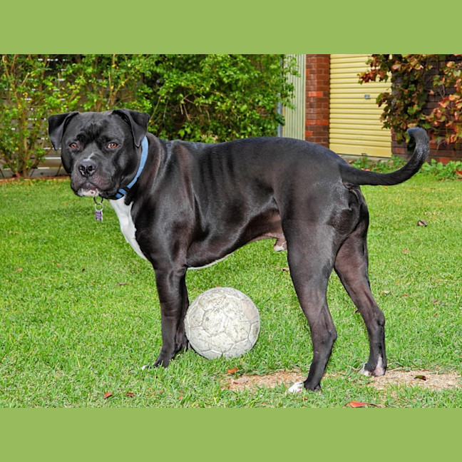 Photo of Buddy