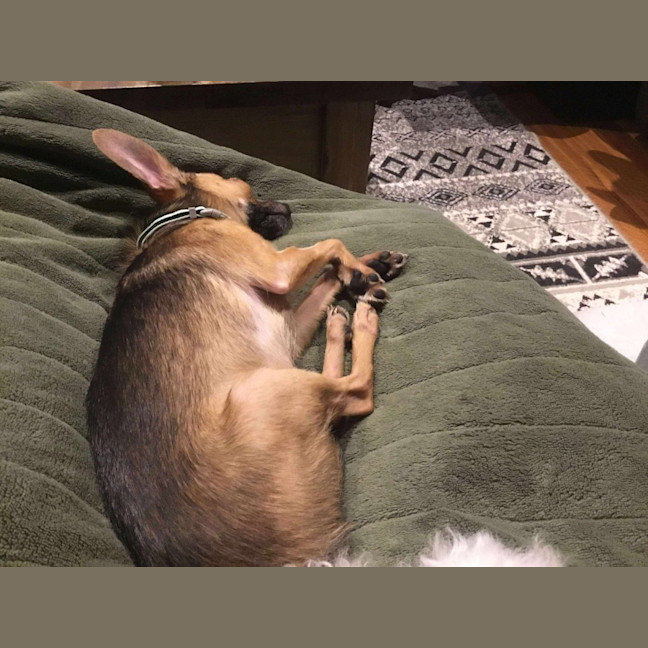Photo of Teddy 