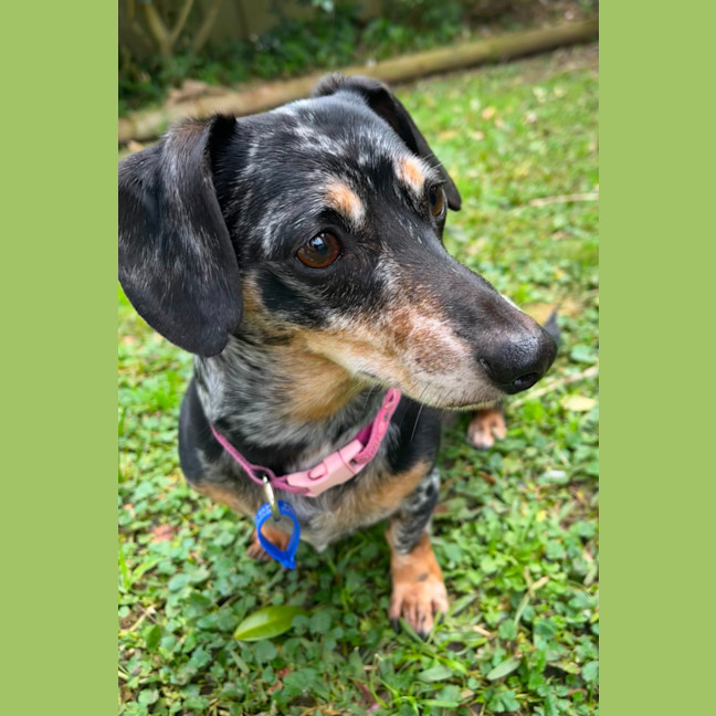 Photo of Dusty   7 Year Old Dachshund X