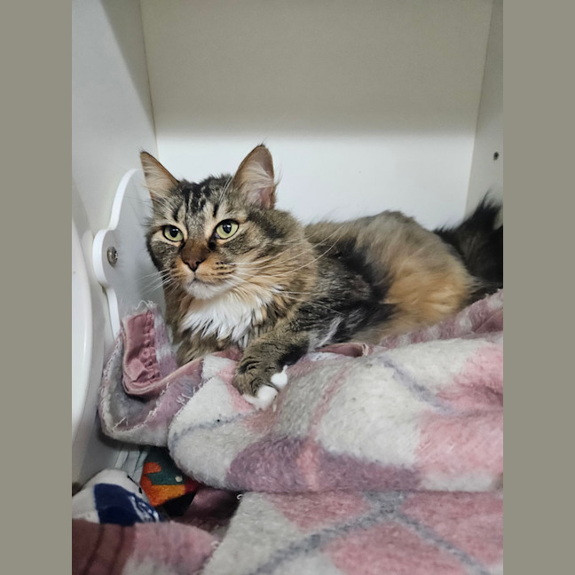 Photo of Clover