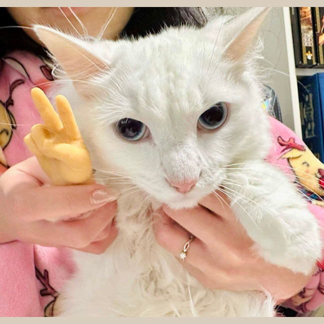 Photo of Mochi 