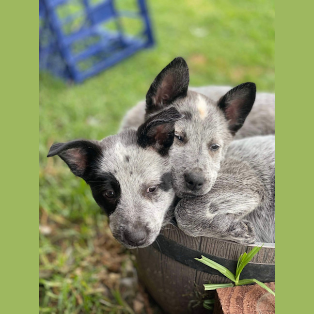 Photo of Patch And Belle