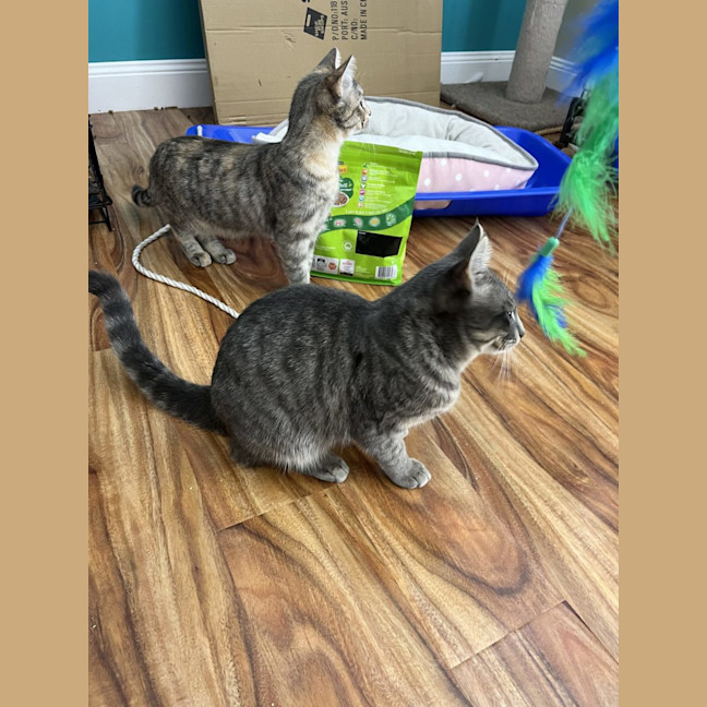 Photo of Harley   Now Available At Pe Tquarters Rutherford