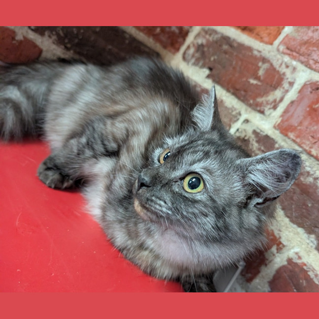 Photo of Indy