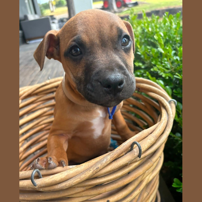 Photo of Charlee   10 Week Old Staffy X (Trial)