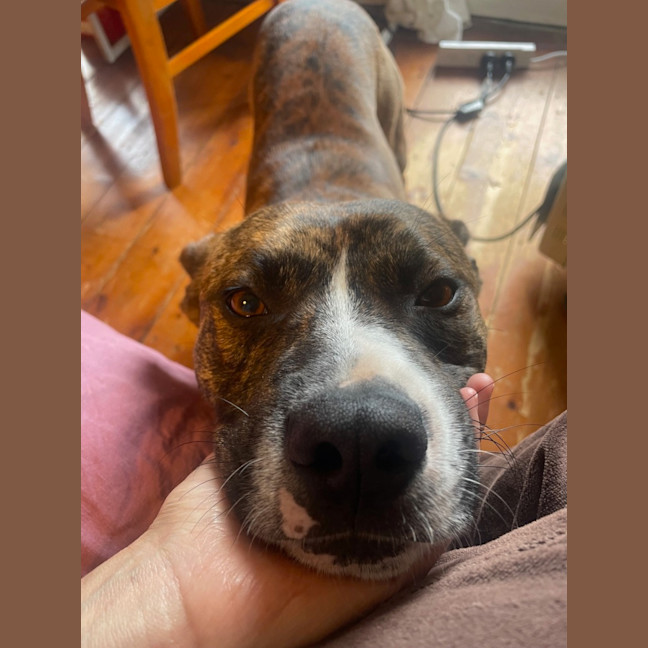 Photo of Gilligan