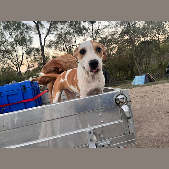 Photo of Honey (P13)