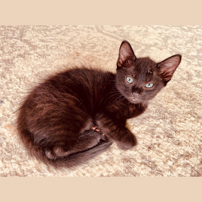 Photo of Bindi