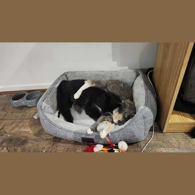 Photo of Cassie (And Smoky)