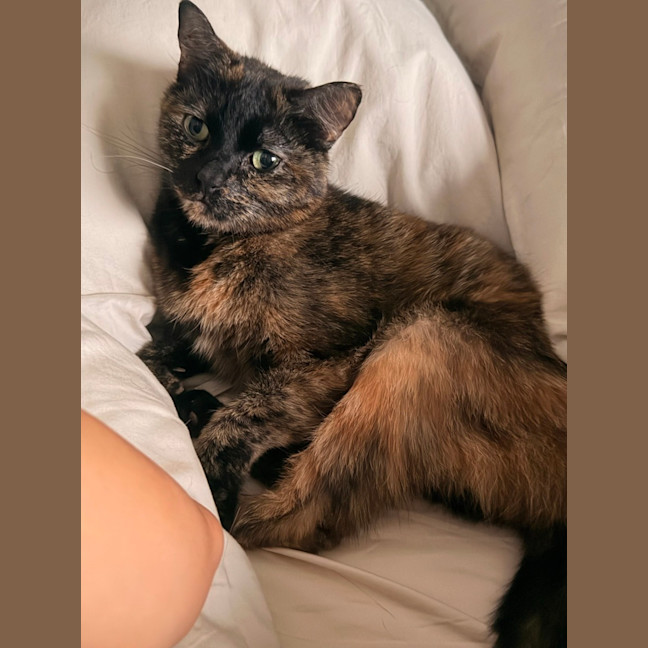 Photo of Muffin 🧁