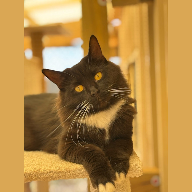 Photo of Mittens 