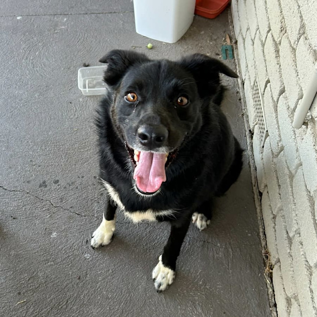 Photo of Buddy