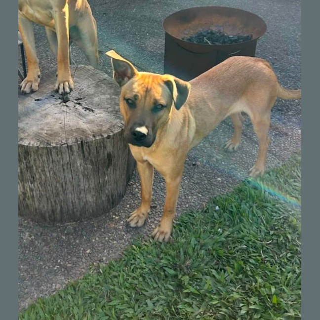 Photo of Carly *$350 Adoption Fee*