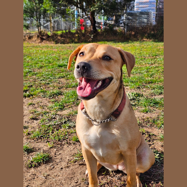 Photo of Honey