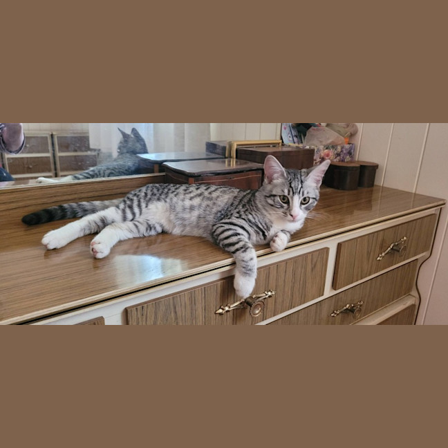 Photo of Lord Meowington